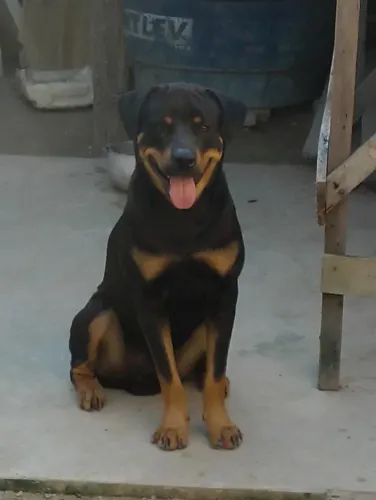 Doação Rotweiller 
