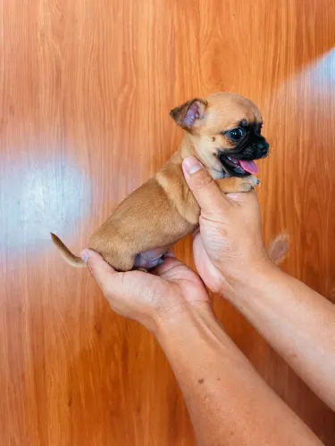 Chihuahua mini macho