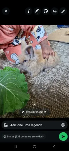 Vendo filhotes de mini coelhos