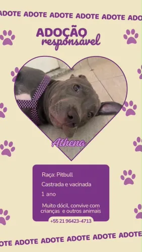 Doação responsável de pitbull