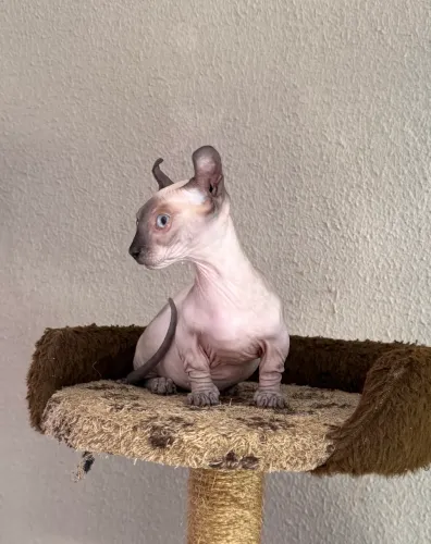 Filhote Sphynx Dwelf Anã