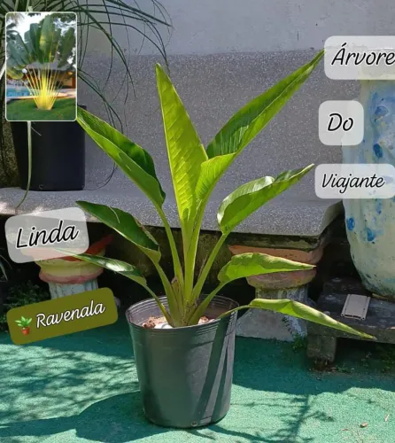 1 LINDA RAVENALA NO VASO(entregamos)