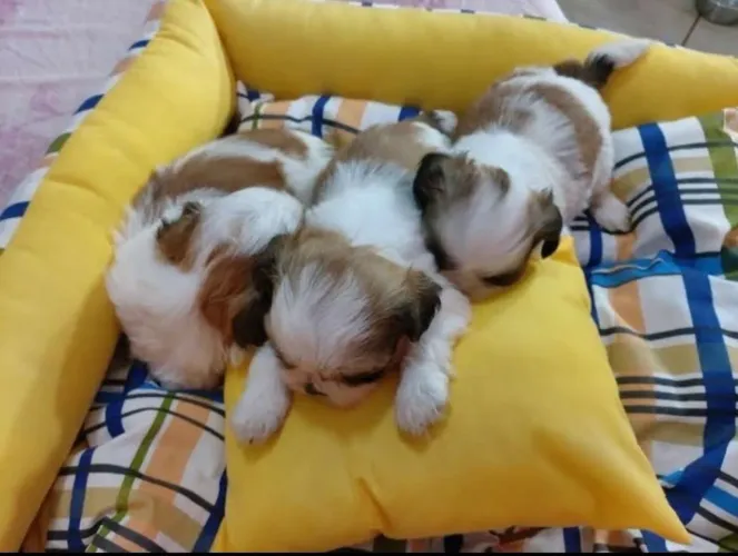 Shitzu lindos mini a pronta entrega com garantia e kit filhote 