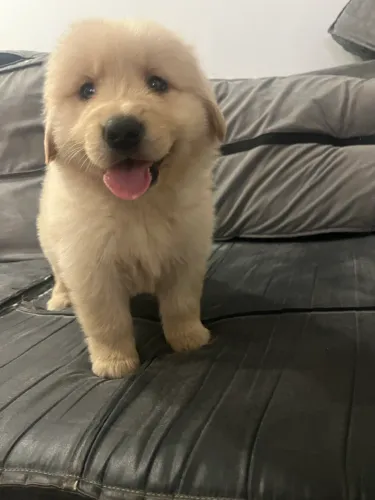Filhote Golden Retriever Macho e Fêmea com Pedigree