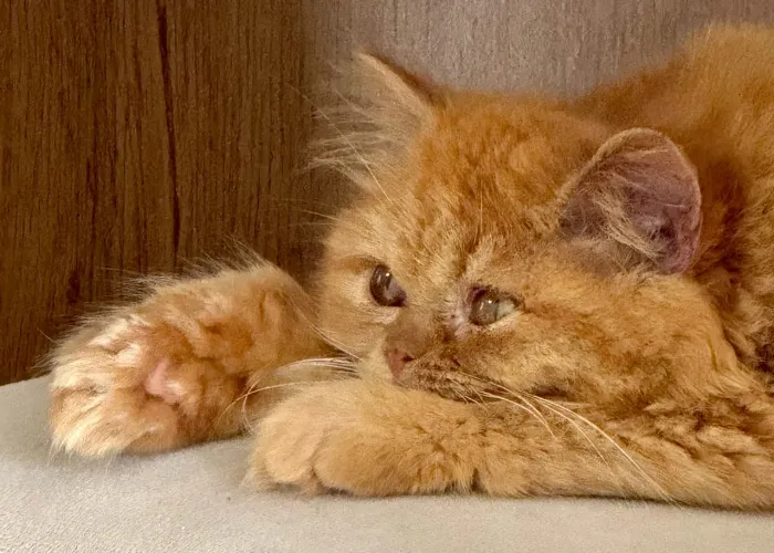 Gata Persa