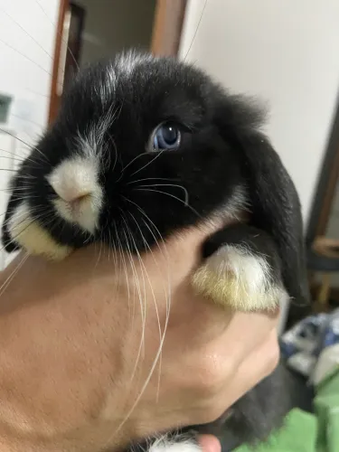 Filhote de Coelho Mini Lop fofo - MACHO
