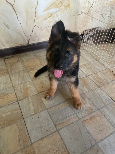  Criados com Carinho e ótimo porte e estrutura o Pastor alemão cão leal 