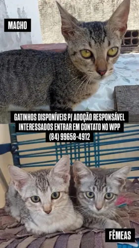 Doação de gatinhos