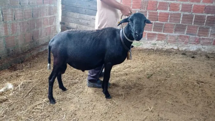 Ovelhas santa Inês a venda