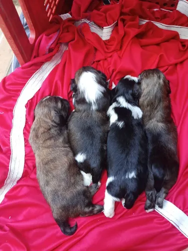 Cachorro Shitzu
