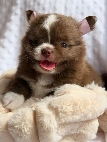 Chihuahua macho. Um amor puro! Macho Pêlo longo puro charme e elegância!