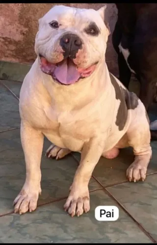 Filhote de Americann bully