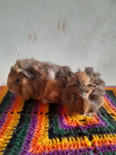Legítimos filhotes de porquinho da Índia peruano. 