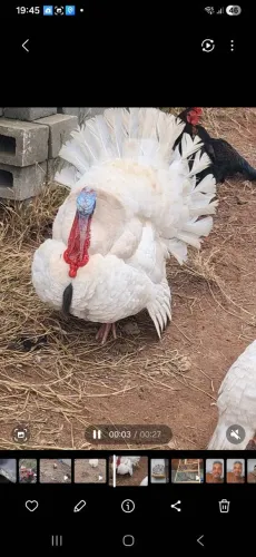 Perú