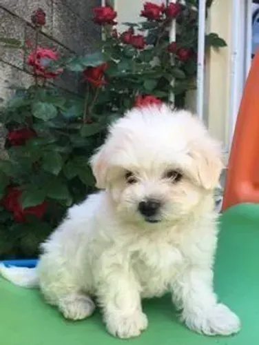 Maltês Cachorrinho com características que fazem diferença