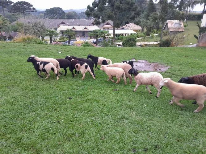 Lote de Borregos