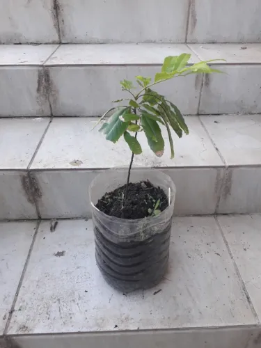 Muda Cedro Gaúcho Porto Alegre RS