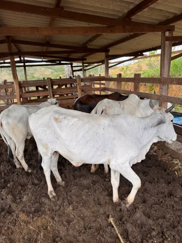 Vacas