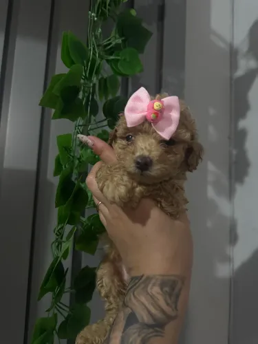Poodle Toy entrega hoje 