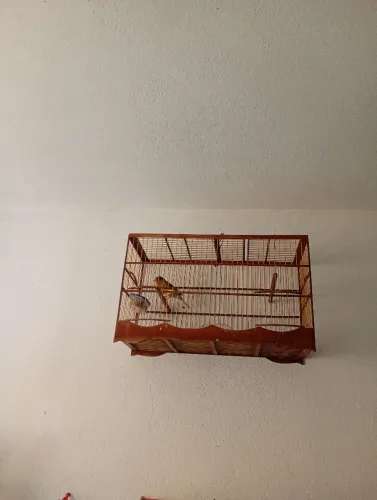 Voador canari