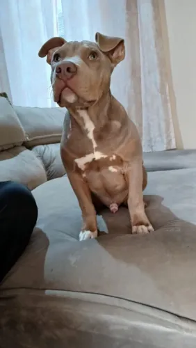 PIT MONSTER 