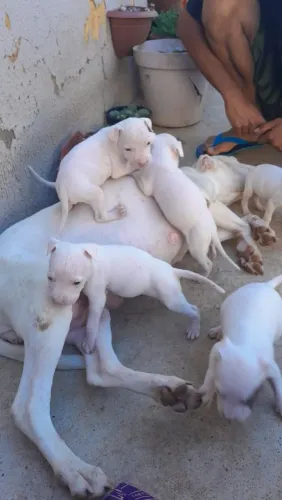 Pitbull American terrier