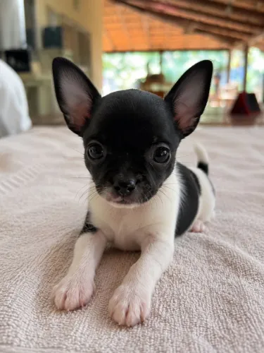 Chihuahua Bicolor - Fêmea