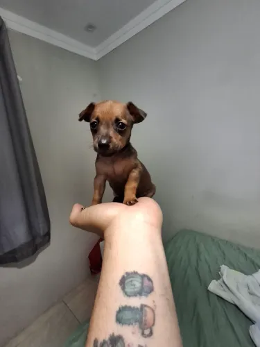 Filhote de Pinscher 1