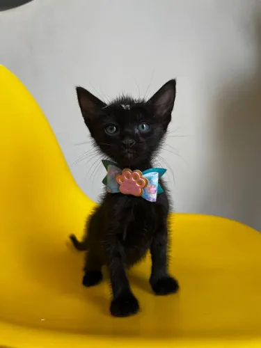 Doação de gatinhos