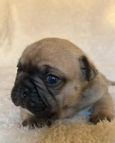 Bulldog fulvo macho 