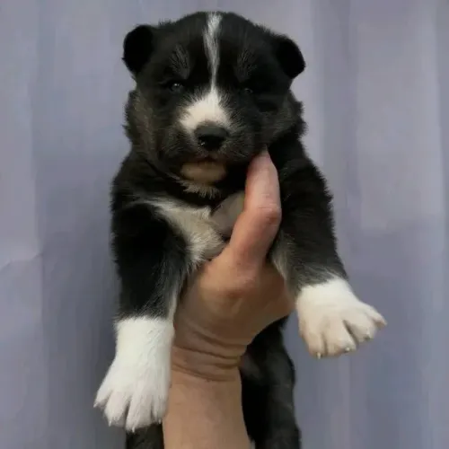 Filhotes de Husky Siberiano | A dose diária de fofura que você procurava.