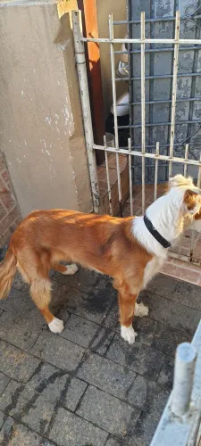 Doa-se Border Collie