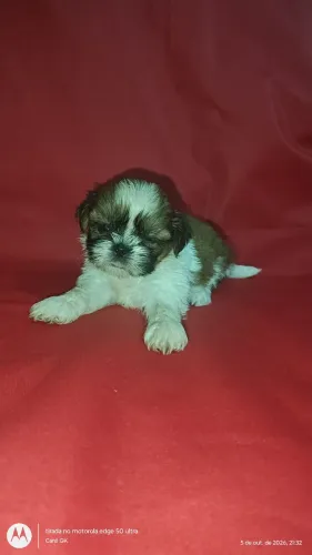Linda Menina Shihtzu 