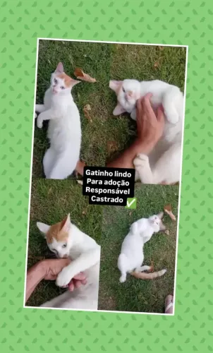 GATO MACHO PARA ADOÇÃO