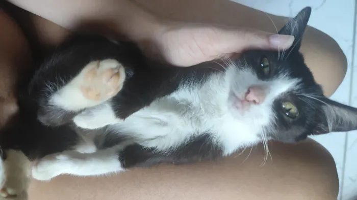 Adoção Responsável de gatinha