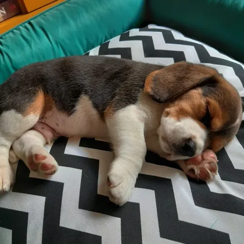 Beagle Quando você conhecer esse filhotinho, vai entender o que é amor à primeira vista