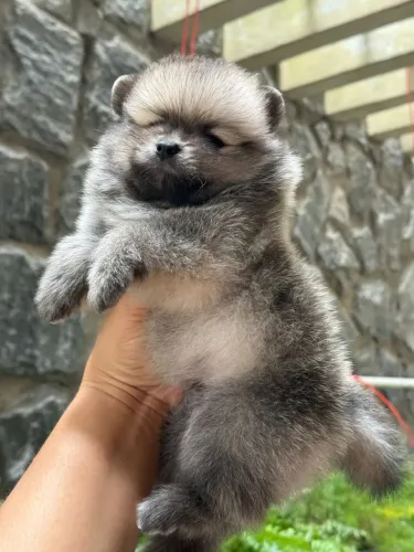Spitz alemão 