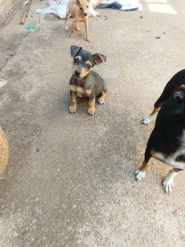 Vendo filhotes pinscher
