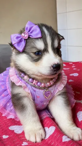 Husky siberiano ¿ filhotinha linda disponível