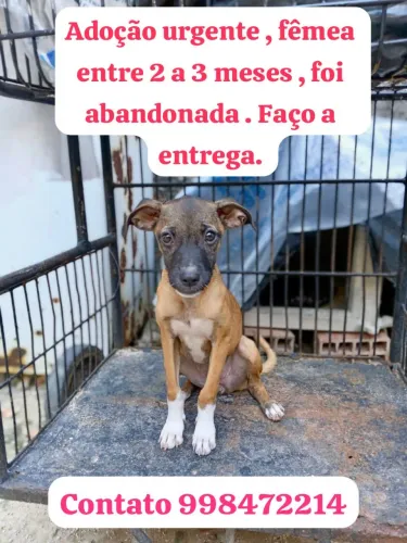 Filhotes para adoção responsável 
