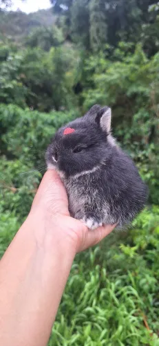 Mini coelho Netherland Dwarf