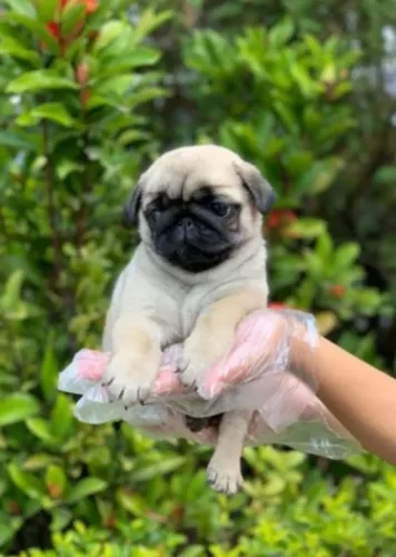 Adoráveis Filhotes de Pug - Companheirismo, Carisma e Muitas Dobrinhas