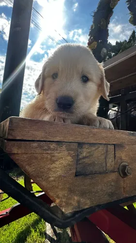 Golden Retriever