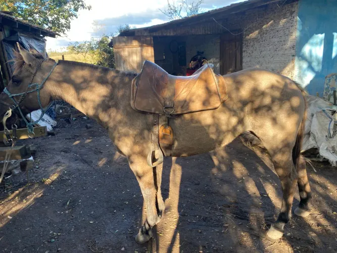 Vendo égua lobuna manda boa de laço 