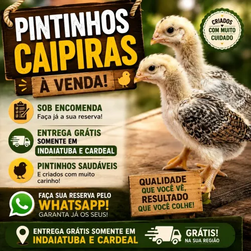 Pintinho caipira híbrido poedeira e índio misto