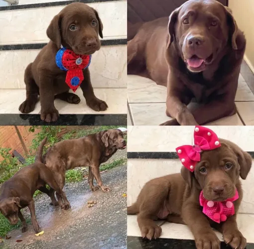Labrador