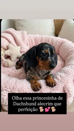 Dachshund fême