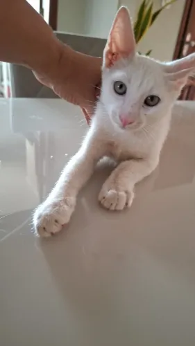 Gatinhos para doação 