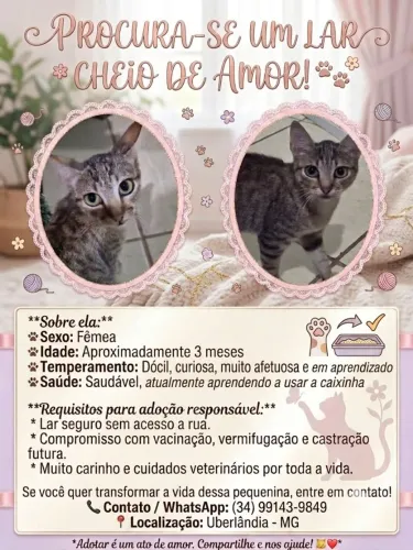 Doação responsável Gatinha fêmea
