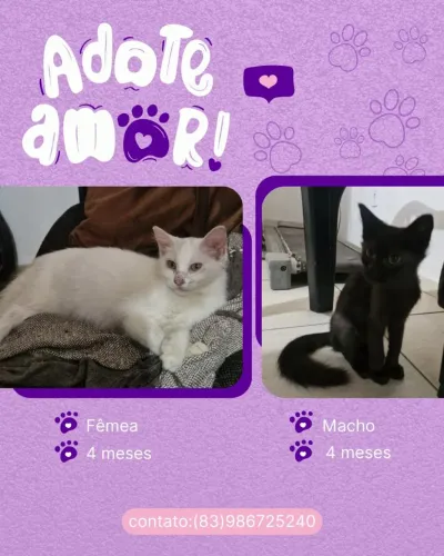 adoção responsável - gatinhos
